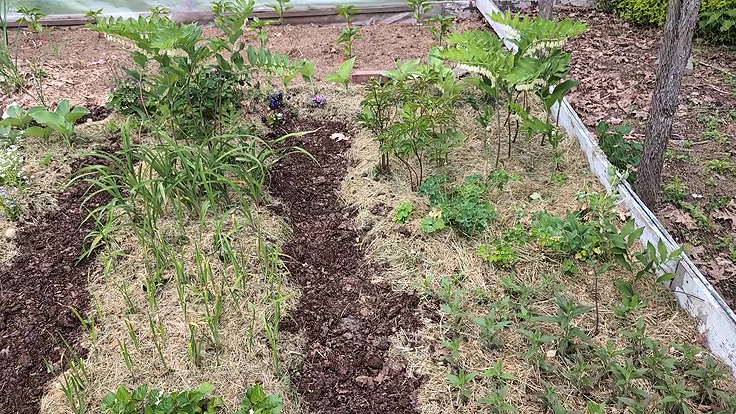 Mauvaises herbes dans une plate-bande