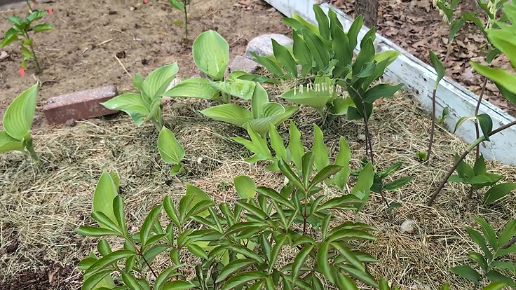 Plantes vivaces récupérées