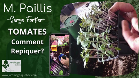 Comment repiquer des plants de tomates