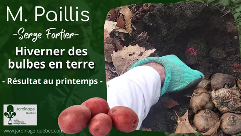 Hiverner en terre les patates et les bulbes