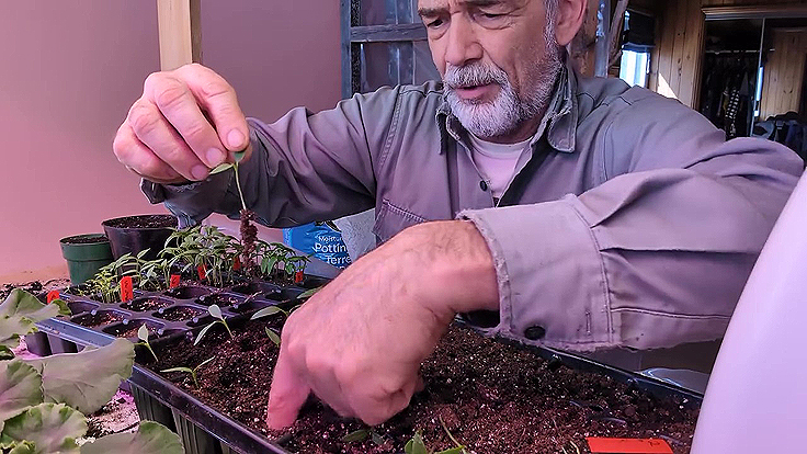 Repiquage des plants