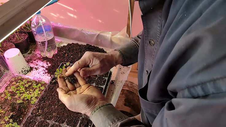 Plantules de fraisiers prêts au repiquage