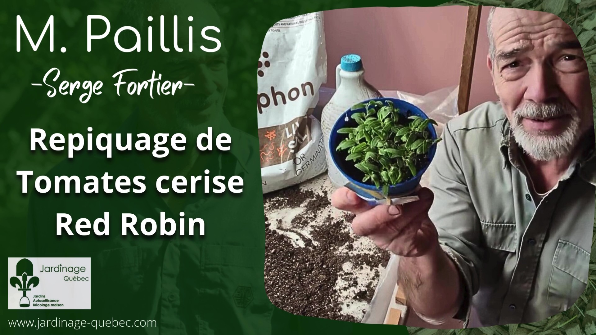 Repiquer des plants de tomates cerise Red Robin