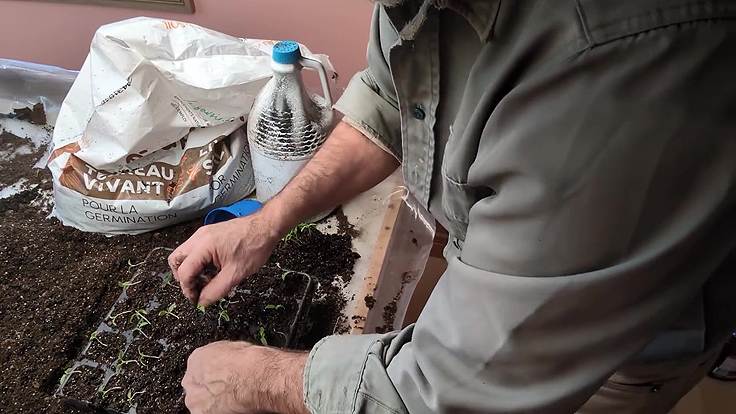 Repiquer des tomates cerises