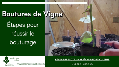 Bouturage de la vigne