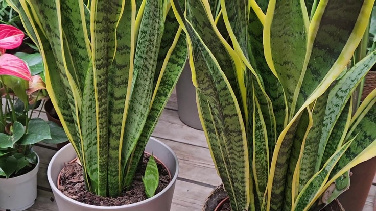 Plante serpent - Une plante idéale pour les débutants