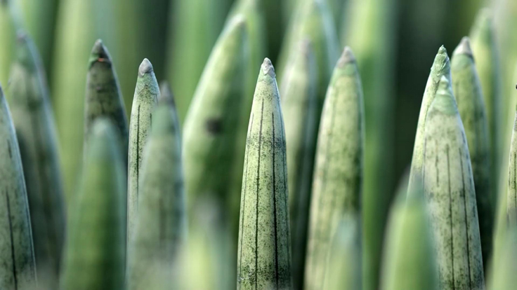 Les pointes de la Sansevière - Une plante décorative