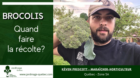 Quand récolter les brocolis?