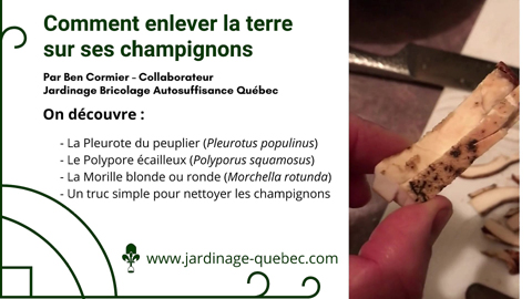 Nettoyage des champignons