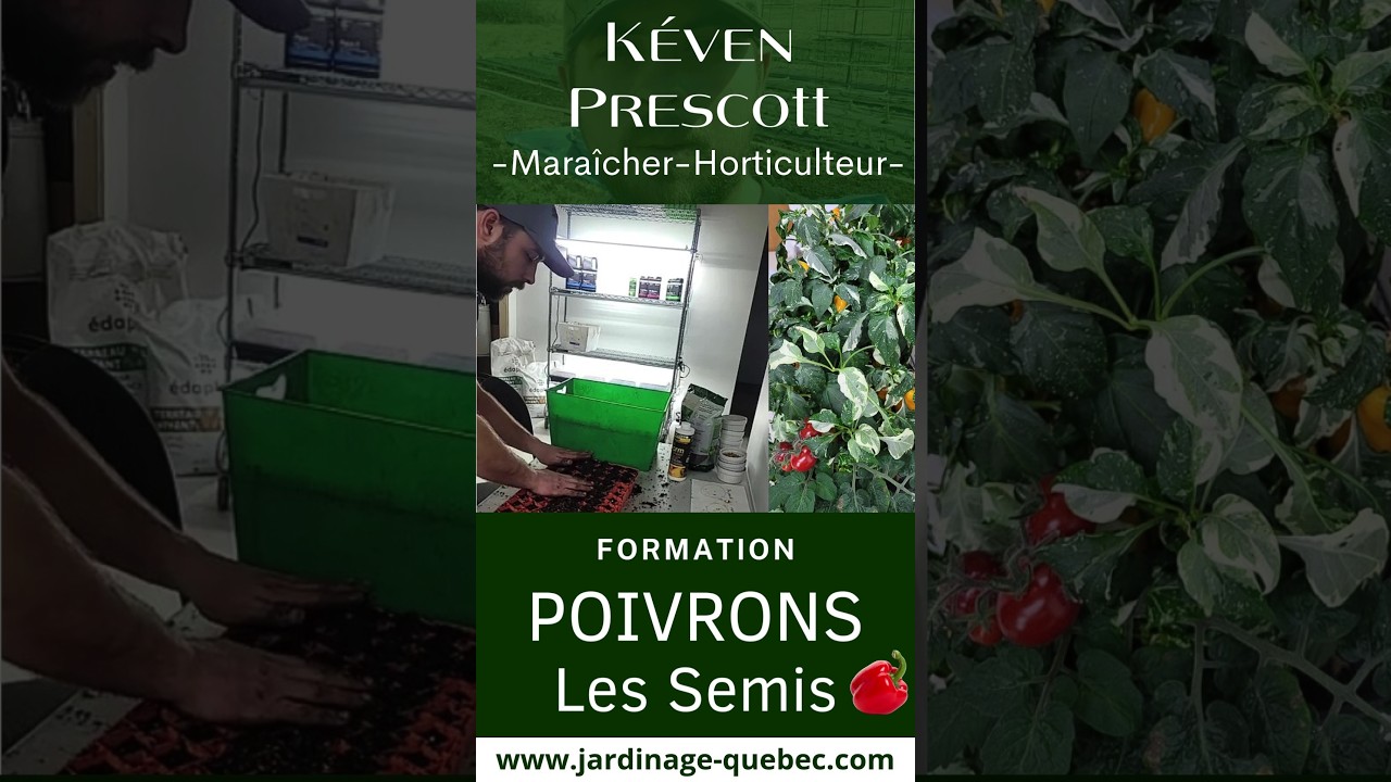 Semis de poivrons faciles : techniques infaillibles de Kéven Prescott