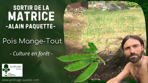Cultiver des pois mange-tout en forêt