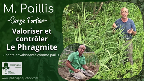 Phragmite ou Roseau commun valorisé en paillis