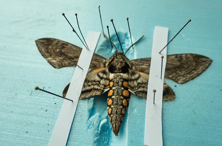 Le Sphinx de la tomate, un papillon nocturne