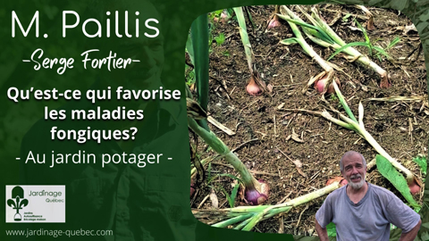 Maladies fongiques et moisissures au jardin potager