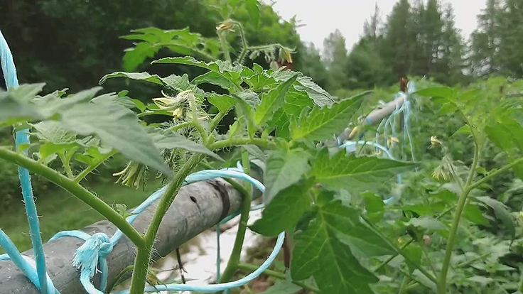 Taille de maturation des tomates