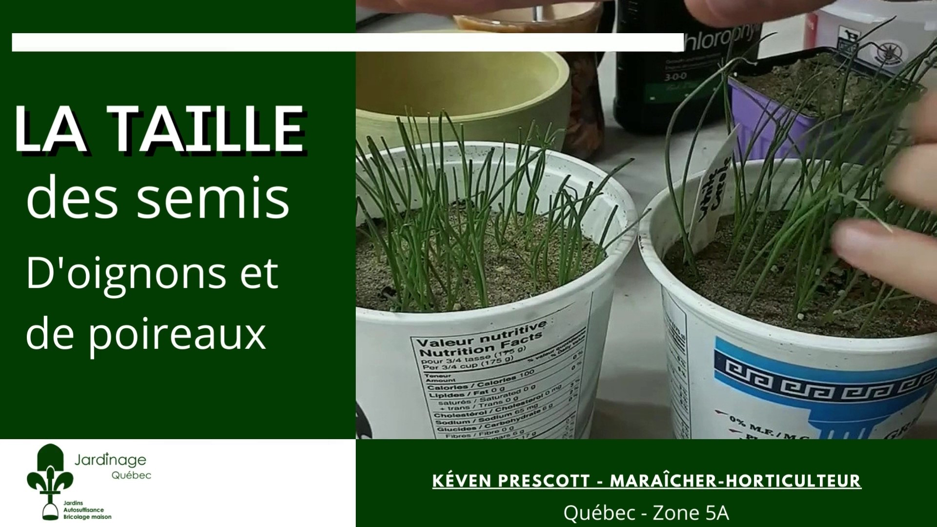 Semis de poireaux