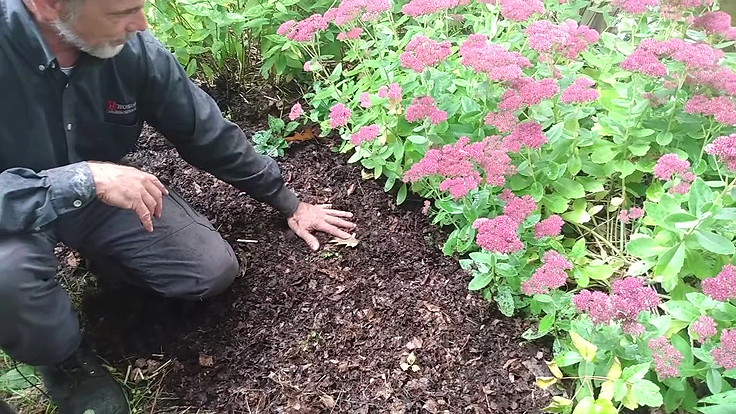 Tailler les vivaces en automne