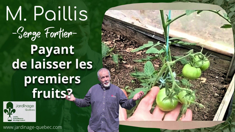 Tomates et Piments - Payant de laisser les premiers fruits?