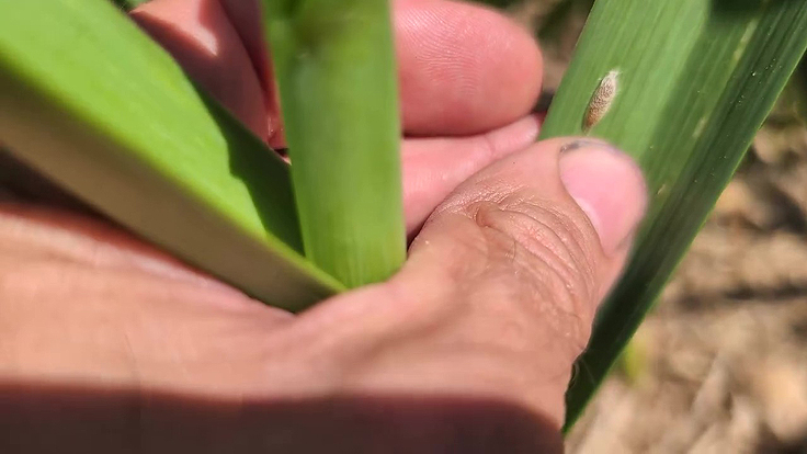 Pupe ou chrysalide de la teigne