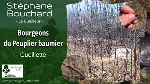 Cueillette du bourgeon du Peuplier baumier