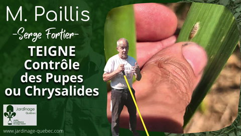 Teigne - Se débarrasser des pupes ou chrysalides au jardin potager