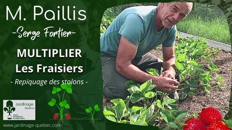 Multiplier les fraisiers avec leurs stolons