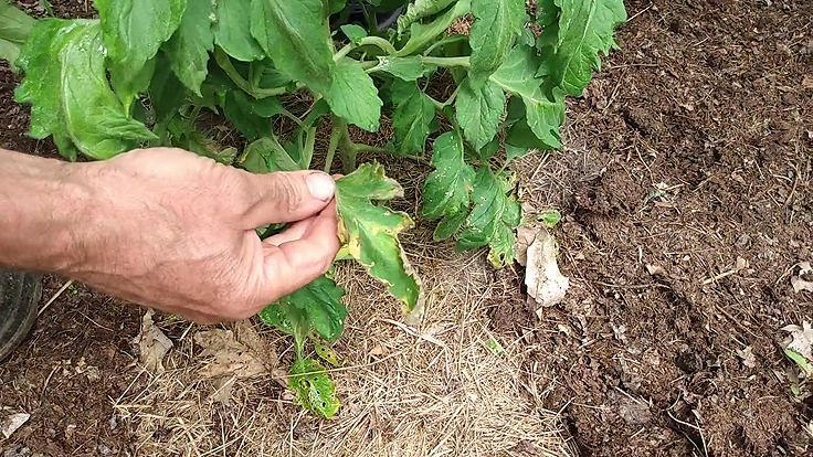 L'Alternariose une maladie du feuillage des tomates