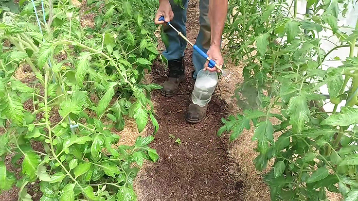 Le traitement naturel préserve les feuilles saines