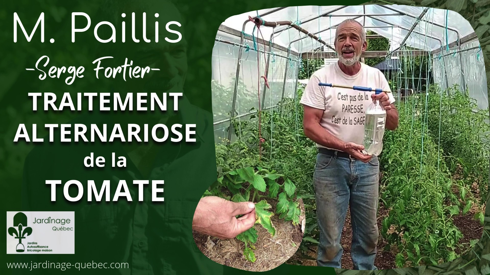 Traitement Alternariose Tomates : Prévenir les feuilles jaunes et maladies