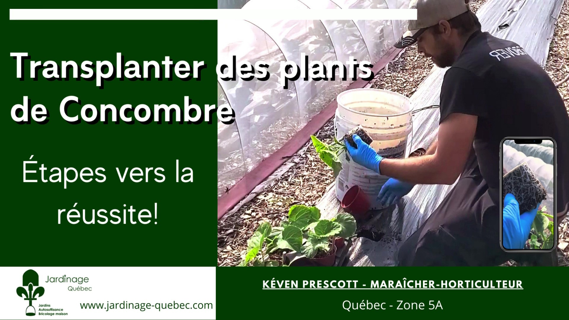 Transplantation des concombres - transplanter des concombres