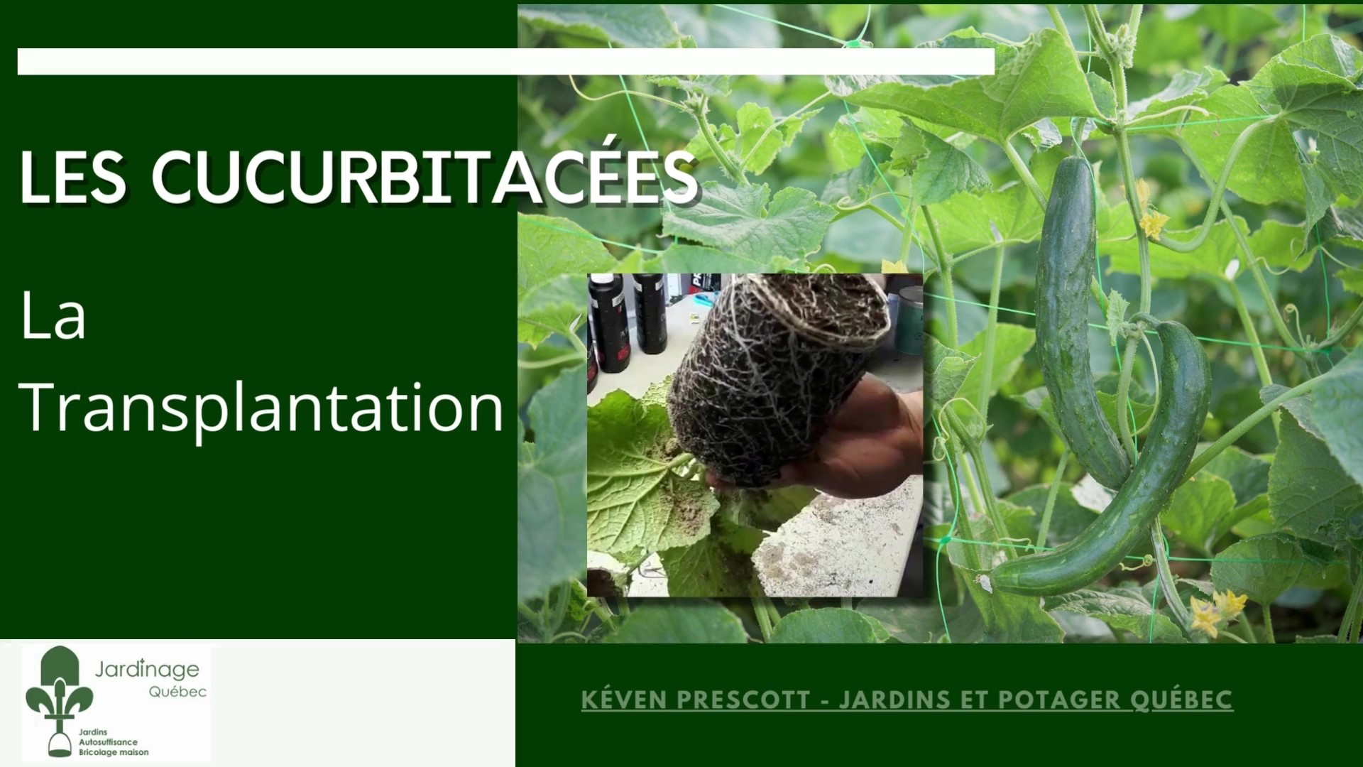 Transplanter cucurbitacées