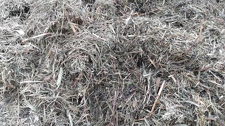 Phragmite comme paillis