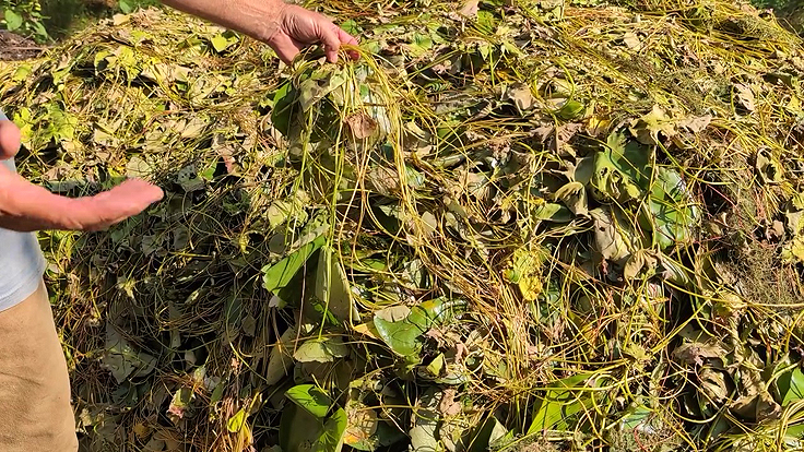 Plantes aquatiques en tas prêtes pour le compostage