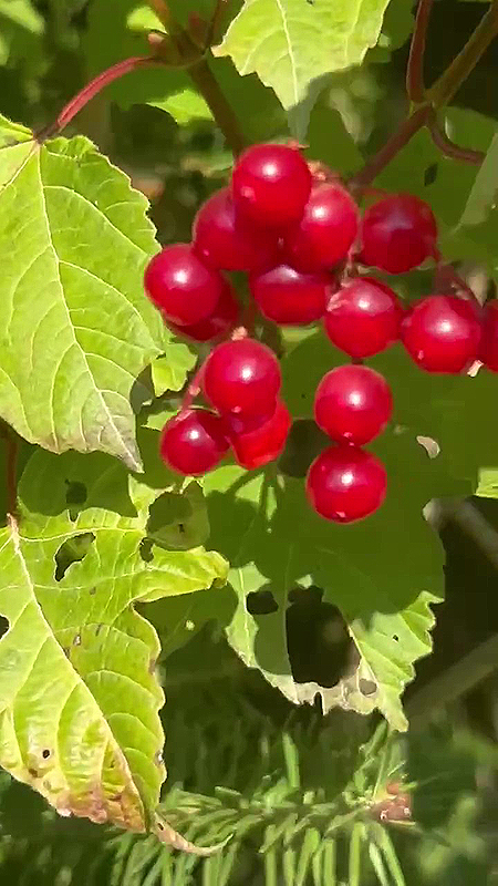 Grappes de fruits de la Viorne trilobée ou Pimbina