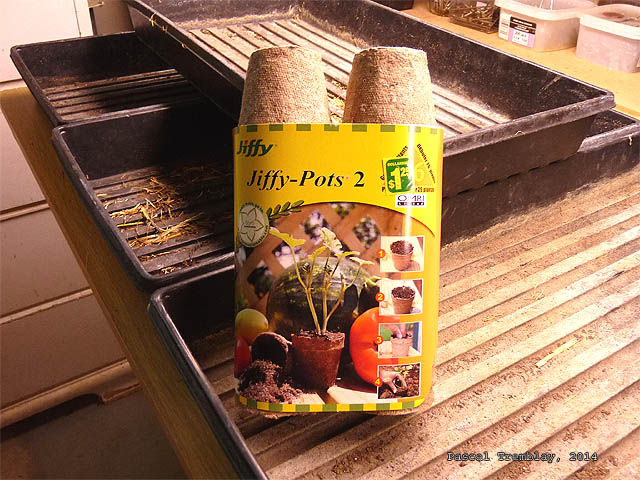 Jiffy peat pots - Peat pots for seed starting - Growing under lighjts seedlings