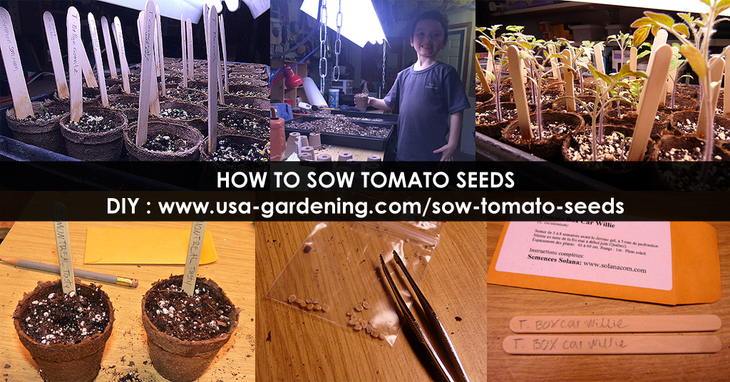 Sow tomato seeds