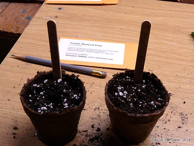 Labeling tomato seedling