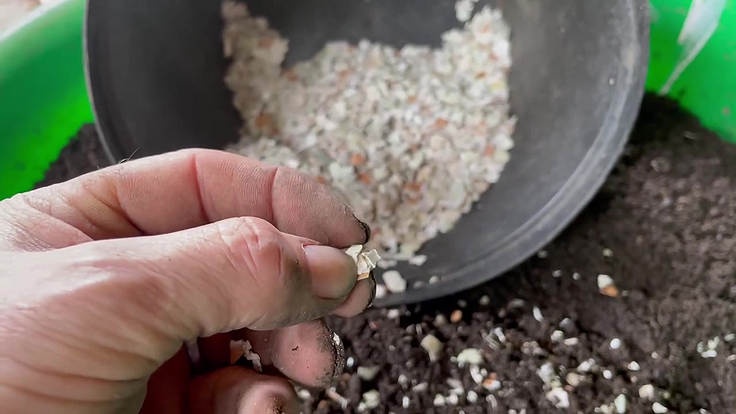 Crushed eggshells