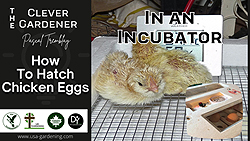 Hatching chicken eggs at home - How to hatch chicken eggs in an incubator