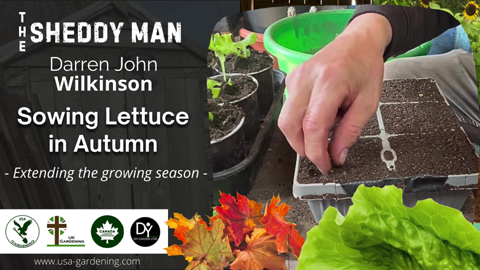 Sowing lettuce in autumn - Idea for a crop to prolong the season