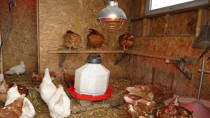 How to winterize chicken coop