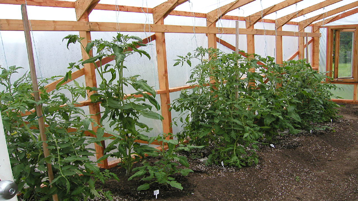 Greenhouse garden beds