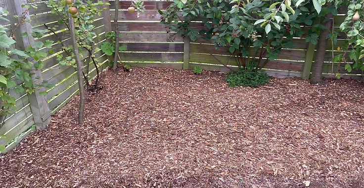 Mulching beneath fruit trees in the garden