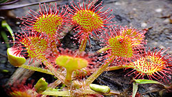 Videos about Plants lichens and mushrooms