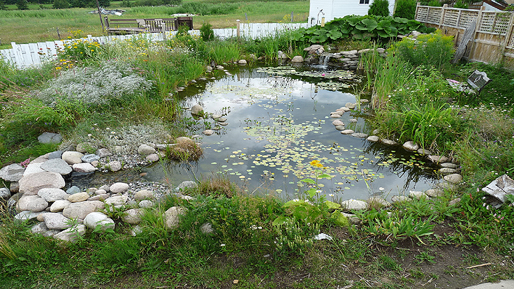 Backyard pond and pond waterfall with stone water wall