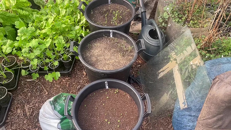 Carrot seedlings