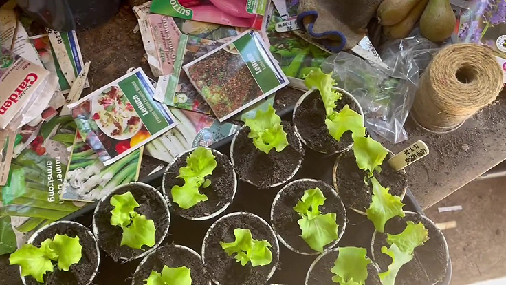 Sowing lettuce in autumn