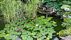 Videos about water gardening
