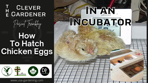 How to incubate chicken eggs