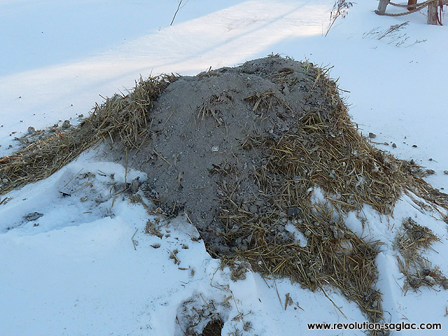 Chicken manure